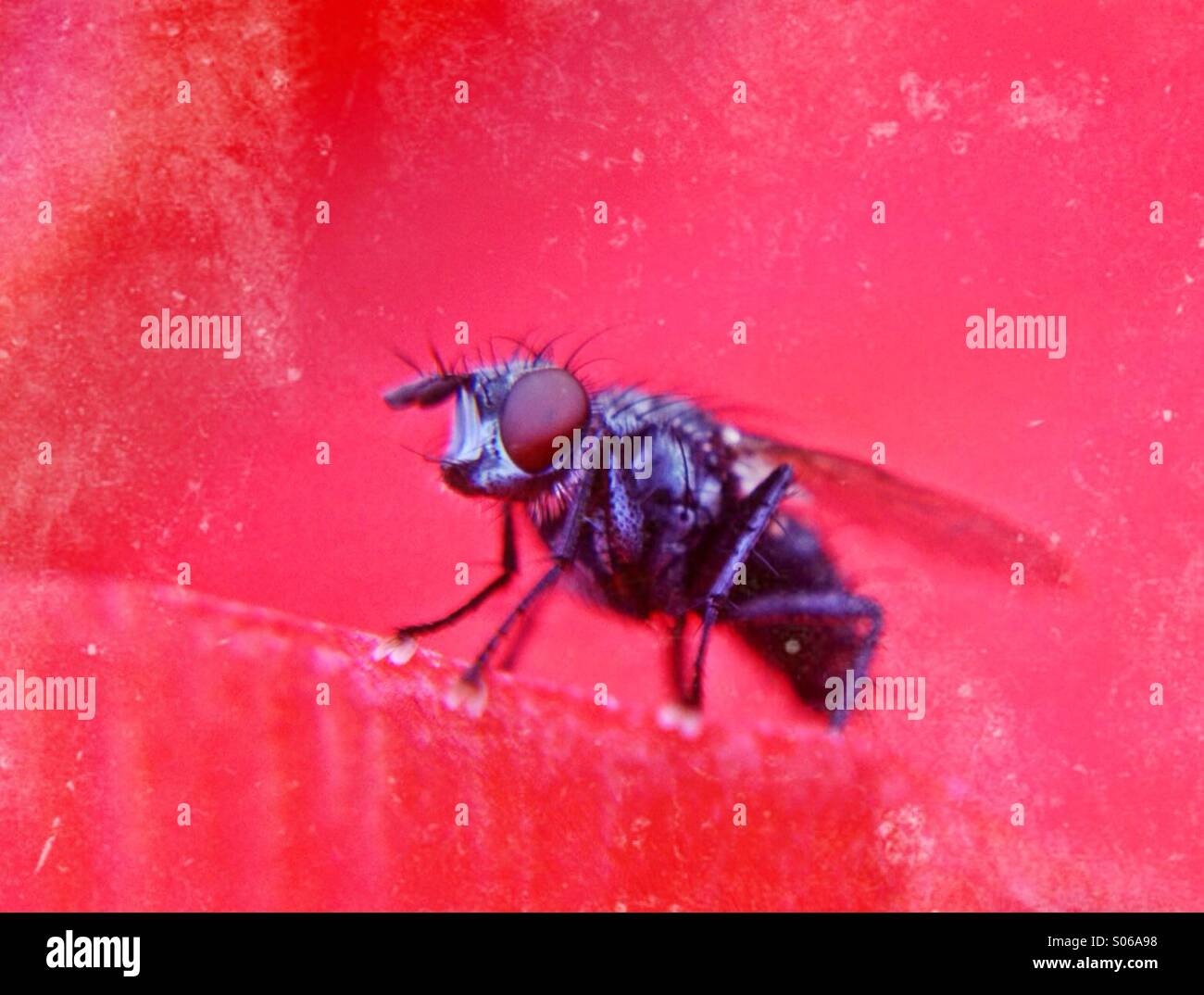Close up of a flesh fly - Smartphone Captured Stock Image
