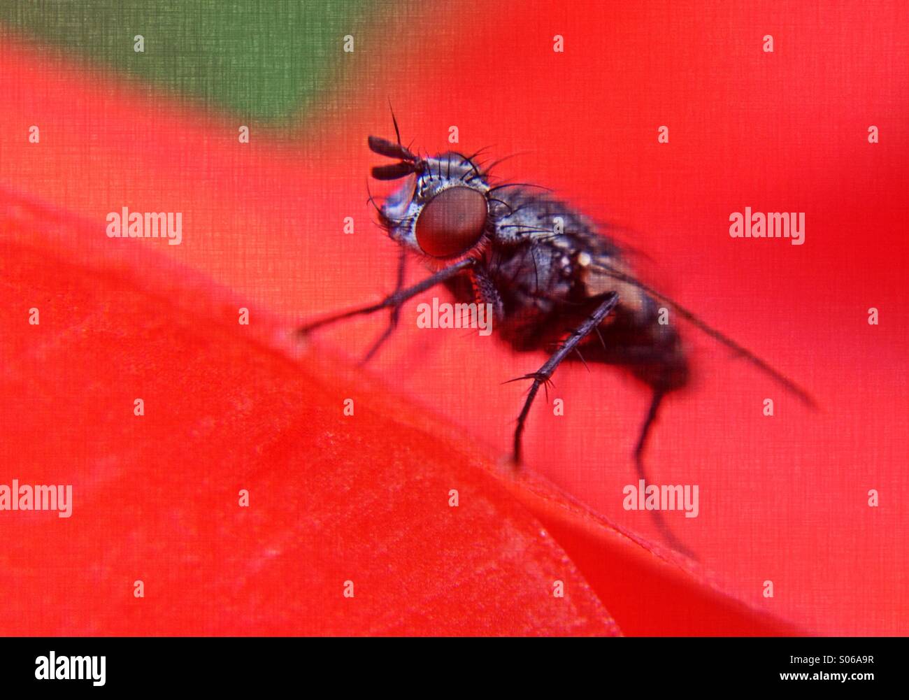 Close up of a flesh fly - Smartphone Captured Stock Image