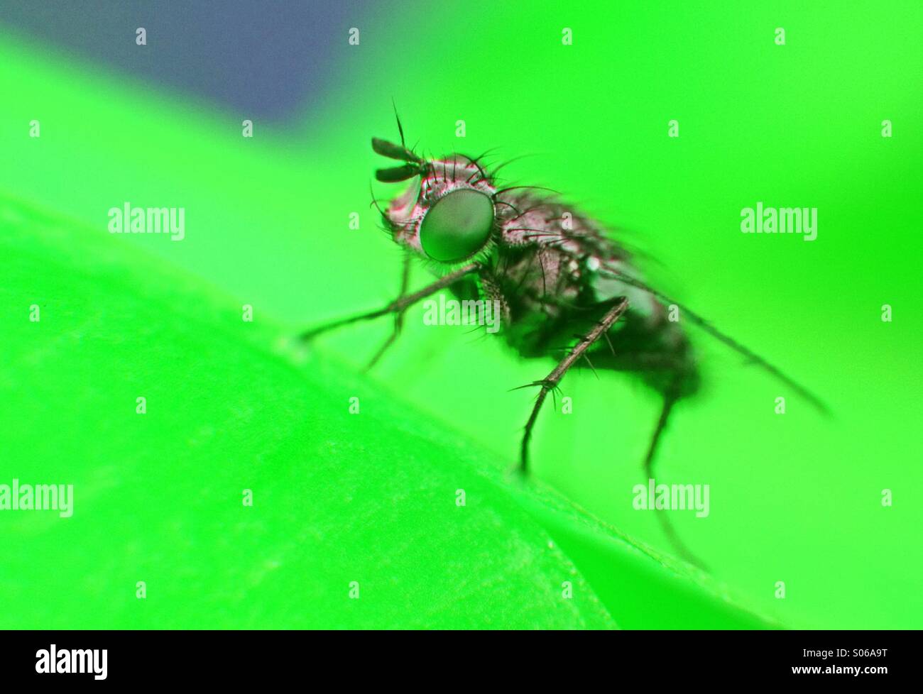 Close up of a flesh fly - Smartphone Captured Stock Image
