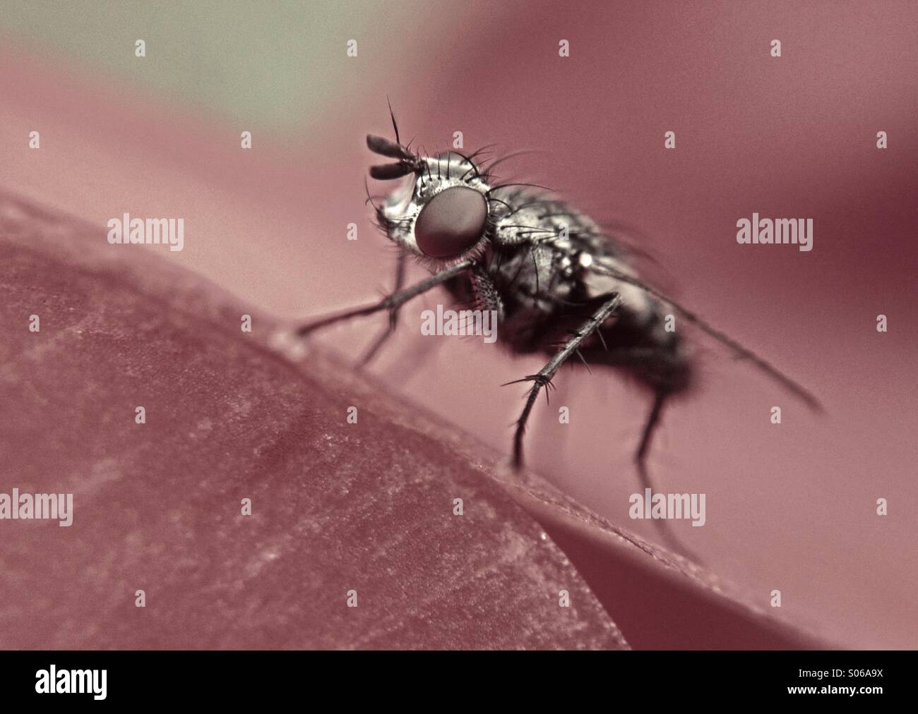 Close up of a flesh fly - Smartphone Captured Stock Image