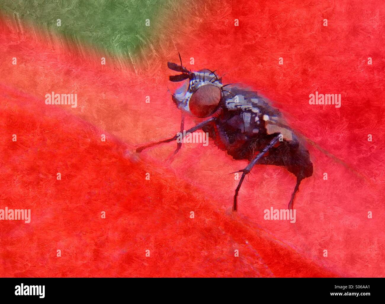 Close up of a flesh fly - Smartphone Captured Stock Image