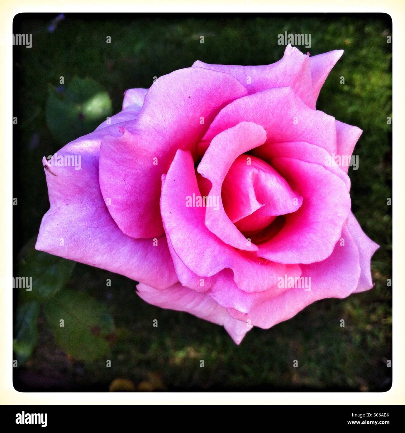 Elegant pink rose blooming in a vibrant garden during the sunny afternoon - Smartphone Captured Stock Image