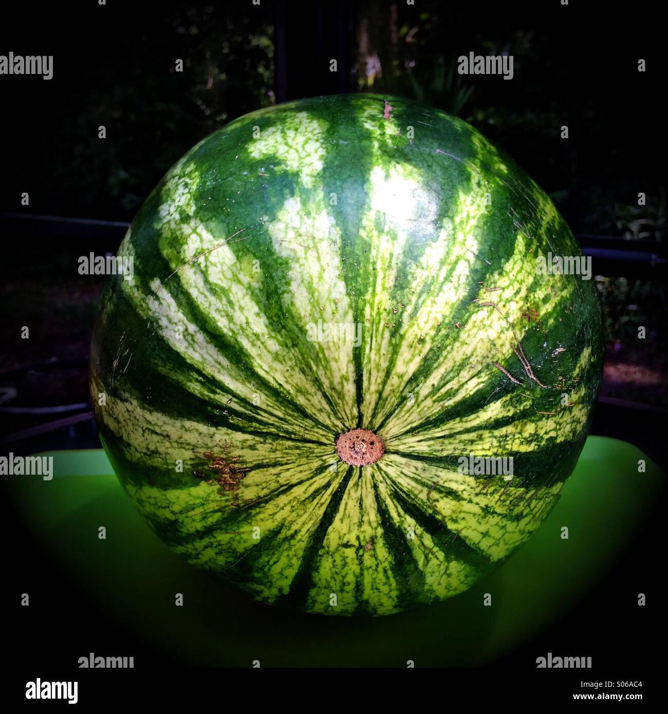 A watermelon. Stock Photo