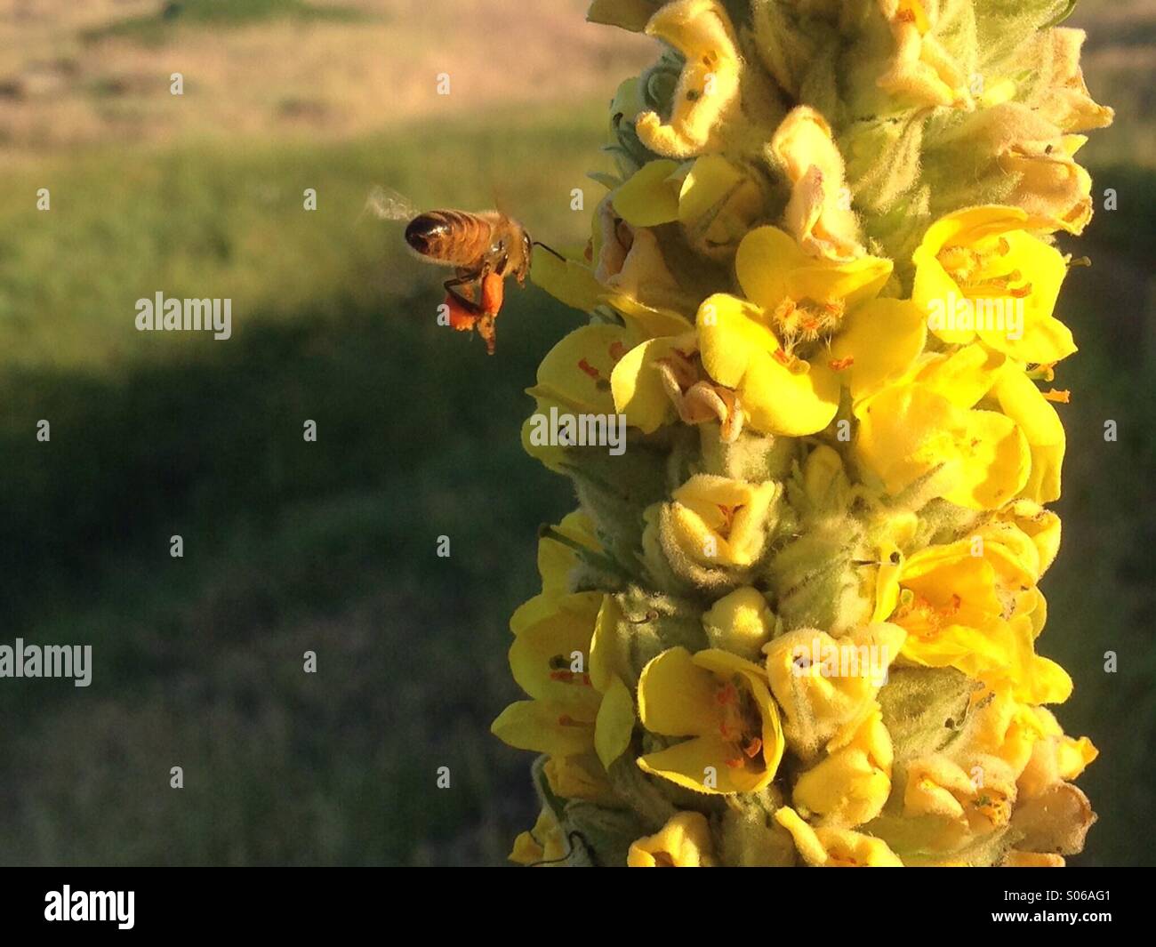 Bee carrying pollen Stock Photo Alamy