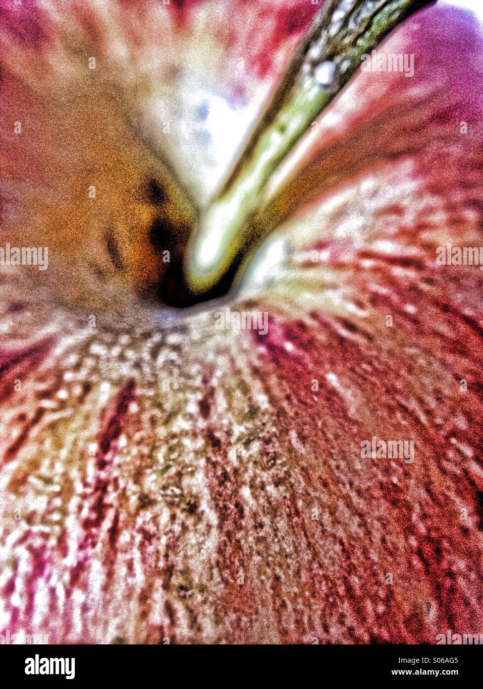 Top of an apple - Smartphone Captured Stock Image