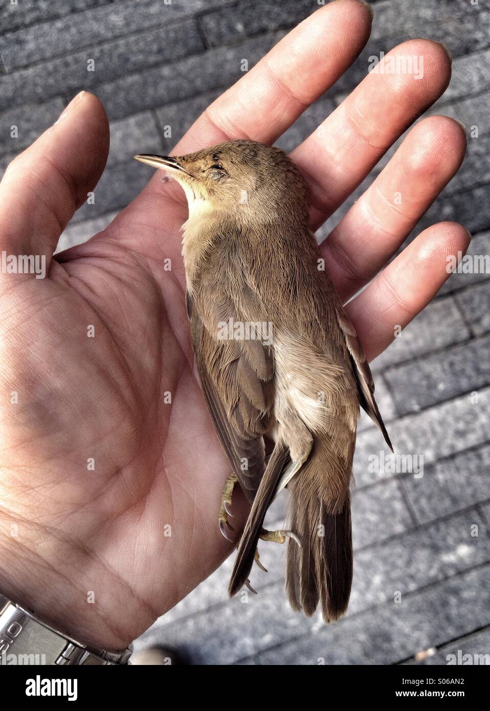 A dead bird victim of a window strike. Birds often fly into the shiny