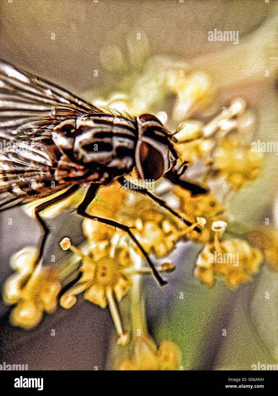 Close up of a flesh fly - Smartphone Captured Stock Image