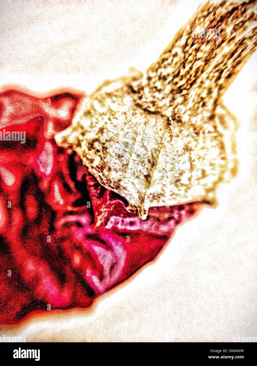 Top of a dried chilli pepper - Smartphone Captured Stock Image