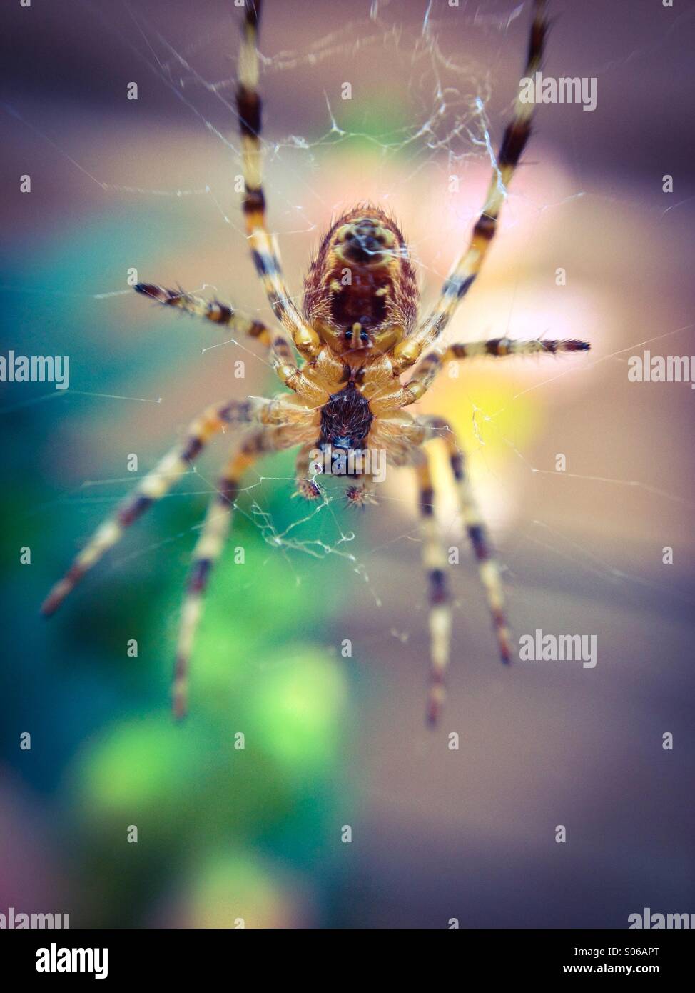 Macro view of a garden spider - Smartphone Captured Stock Image