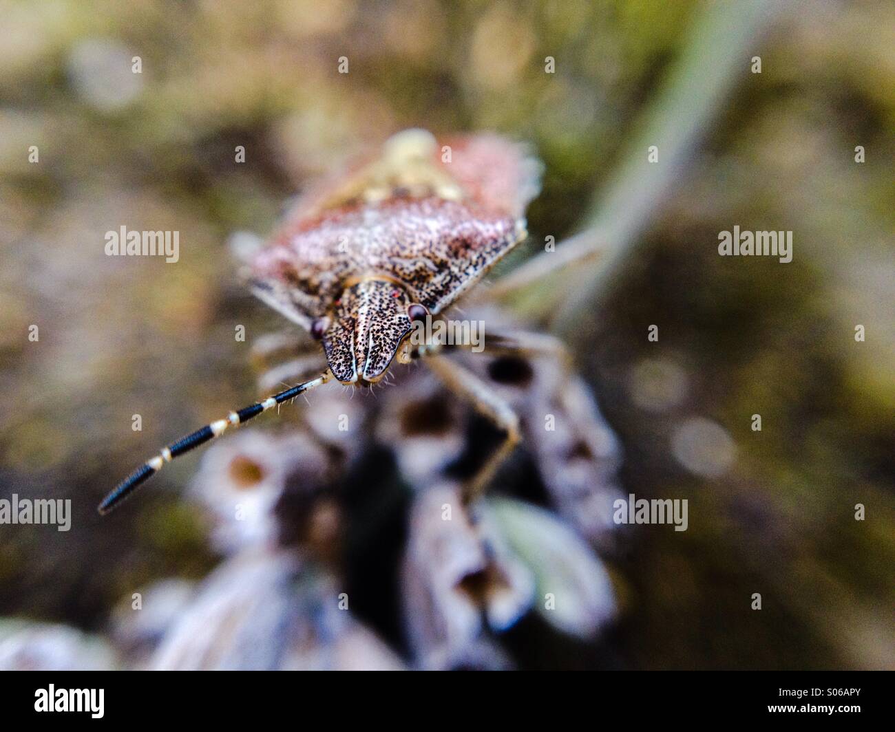 Macro view of a shield Beatle - Smartphone Captured Stock Image