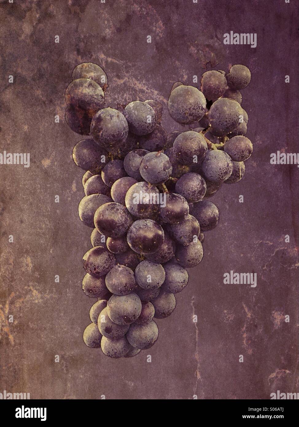 Bunch of grapes - Smartphone Captured Stock Image