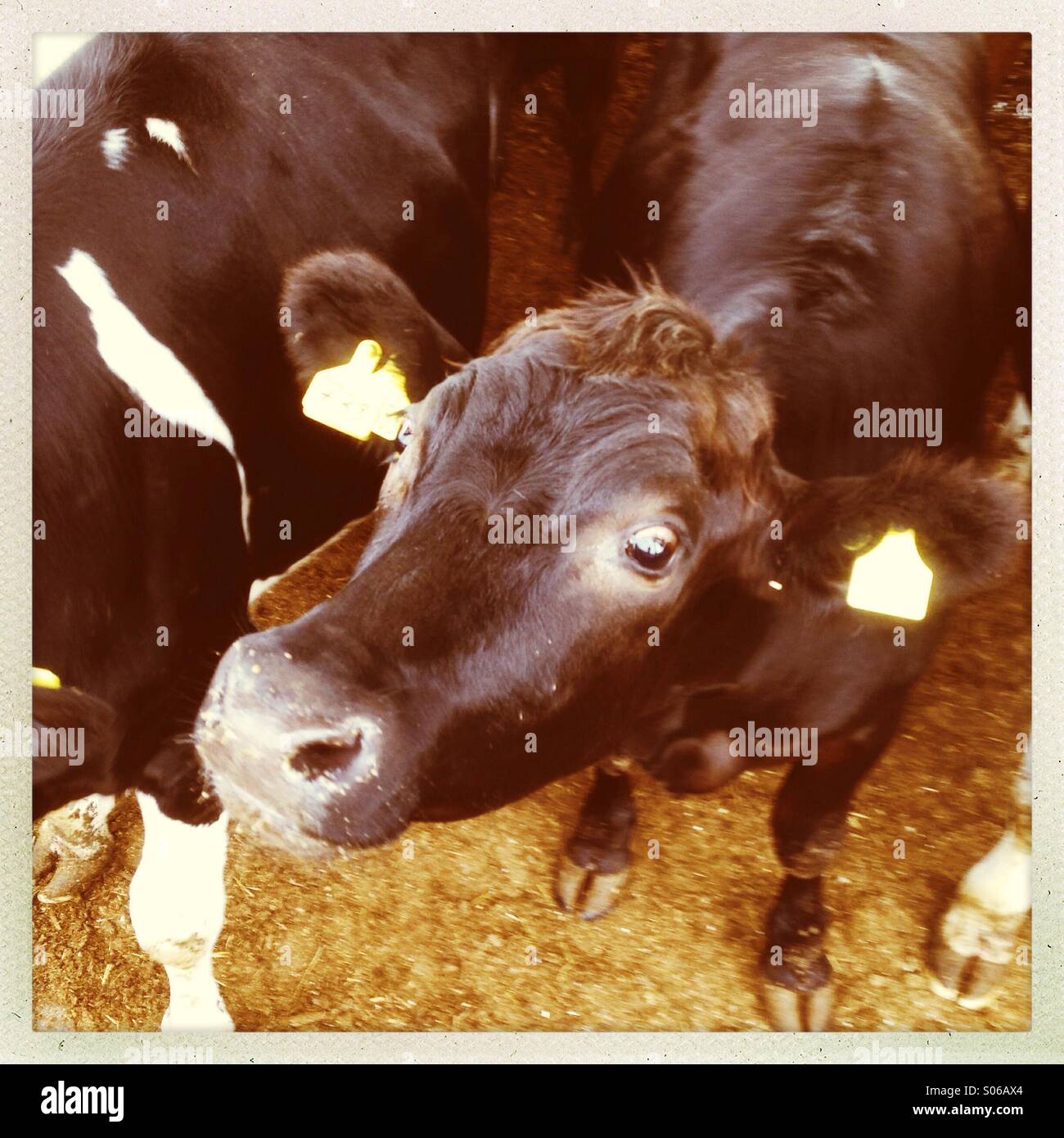 A beef steer looking up with ears forward - Smartphone Captured Stock Image