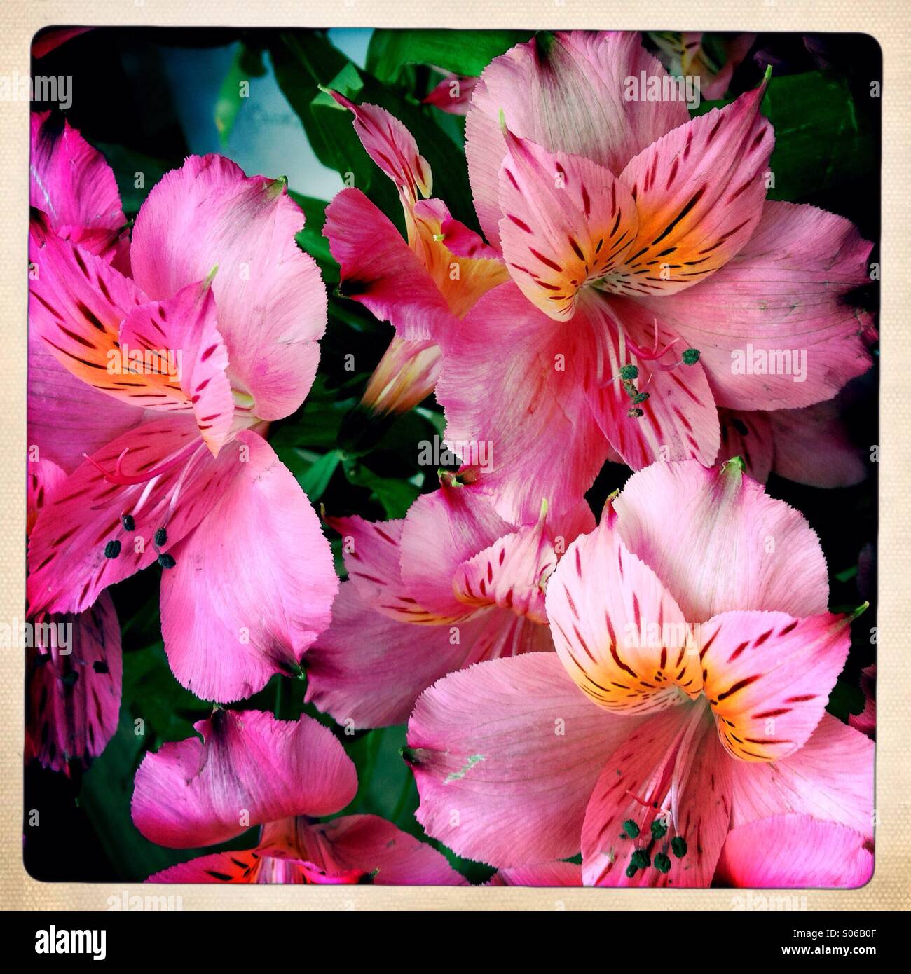 Alstroemerias flowers Stock Photo