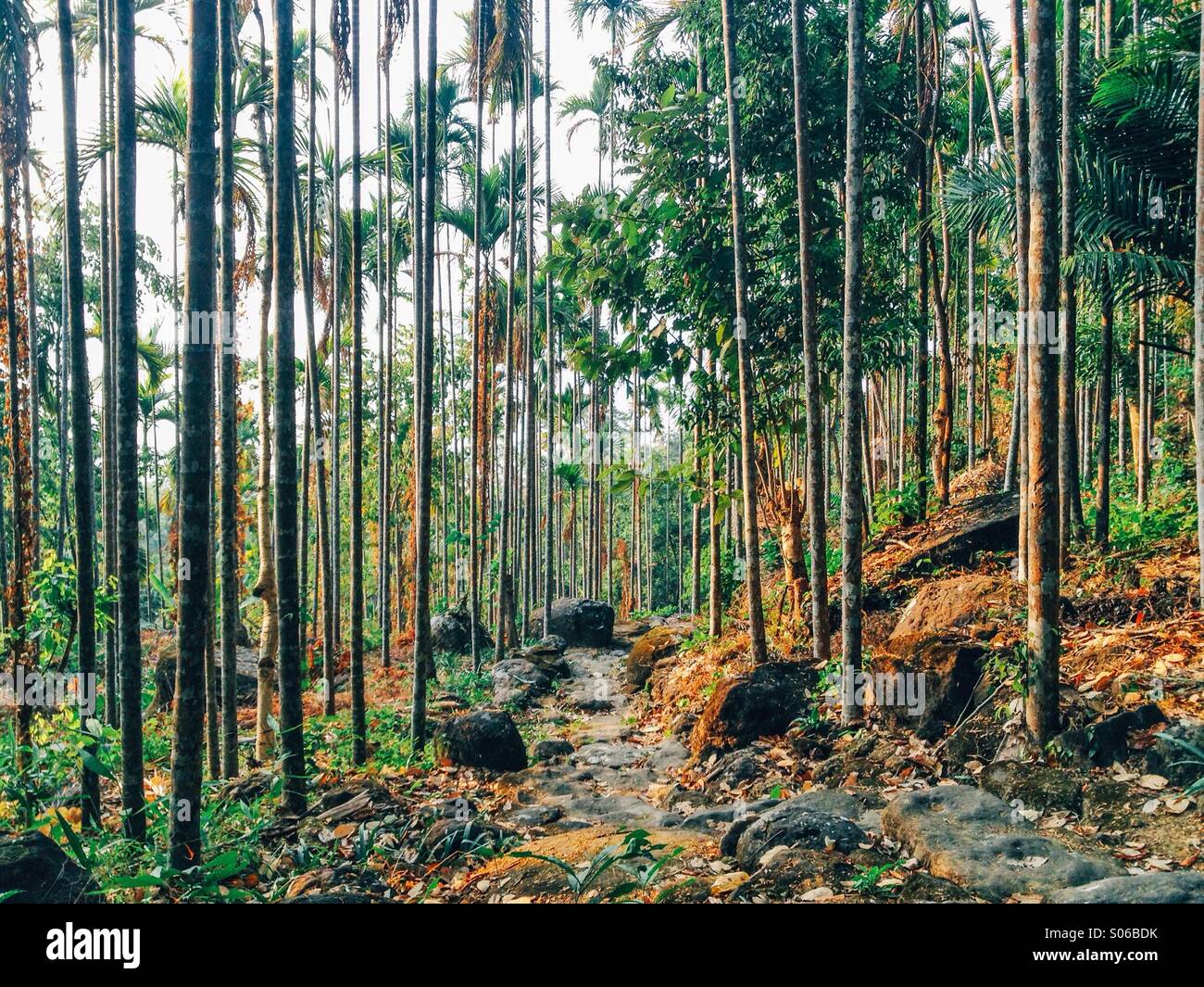 Kwai trees at Mawlynnong, Meghalaya, India Stock Photo