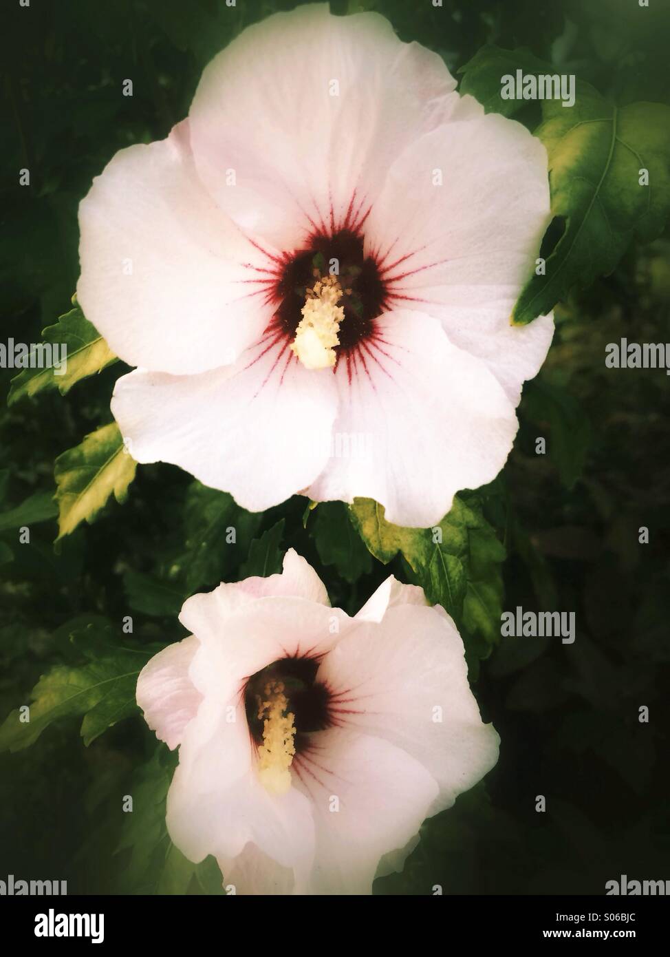 White hibiscus flowers Stock Photo