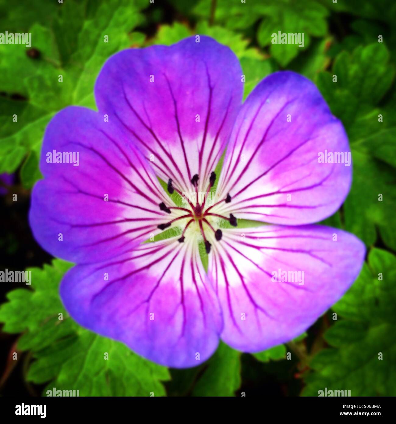 Blue Geranium - Smartphone Captured Stock Image
