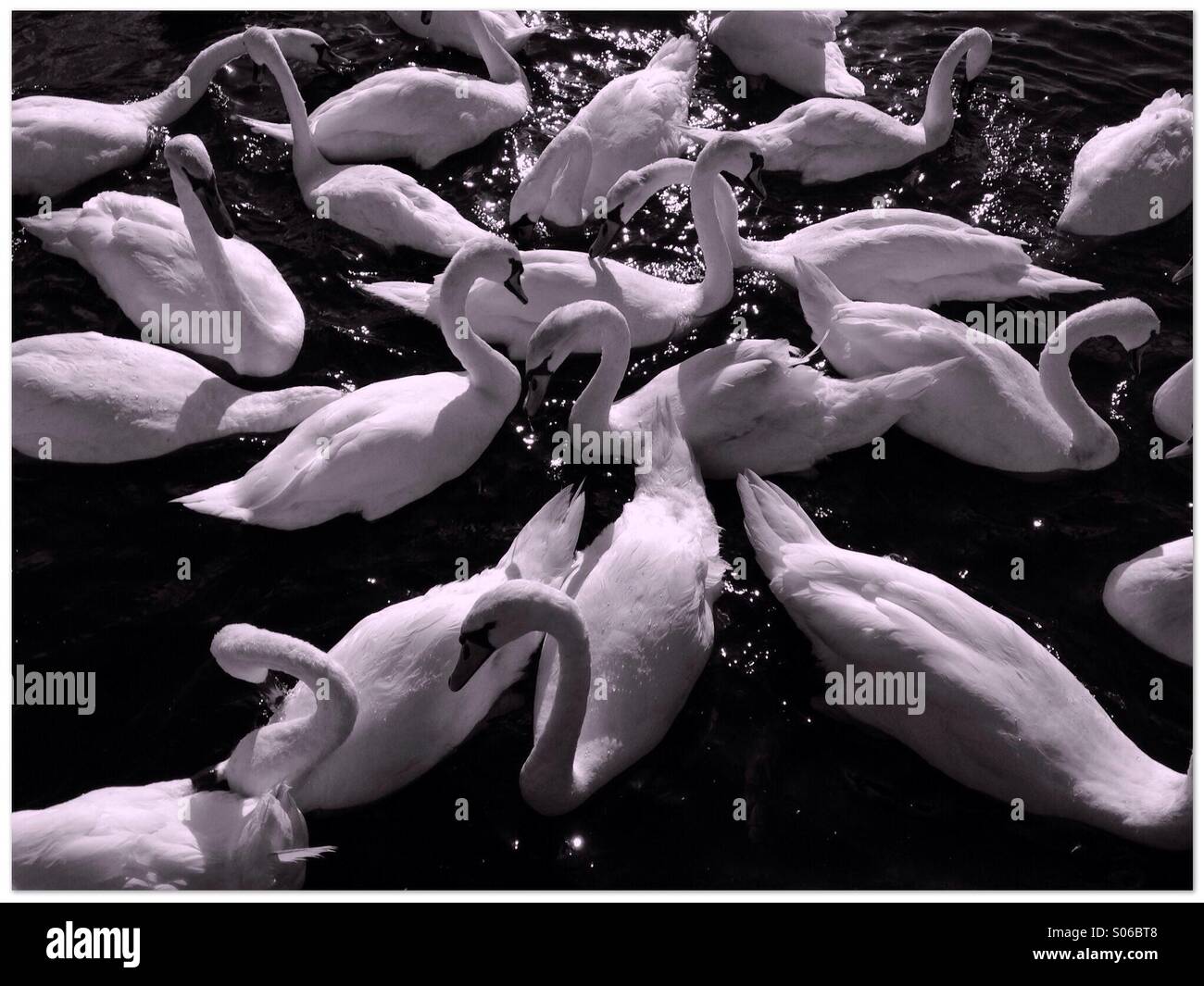 Swans - Smartphone Captured Stock Image