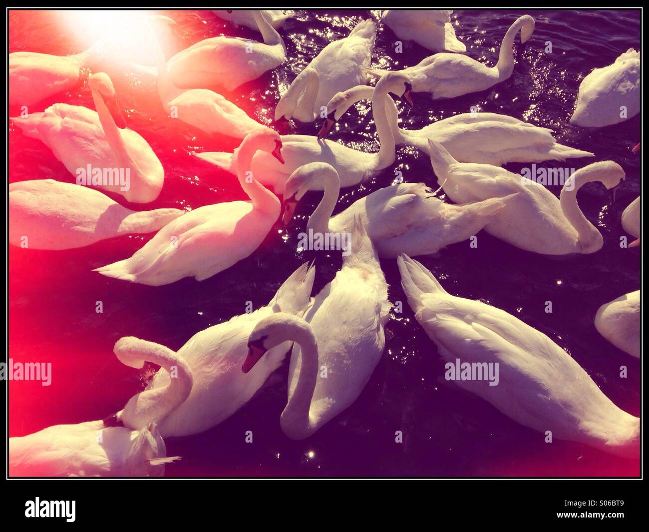 Swans - Smartphone Captured Stock Image