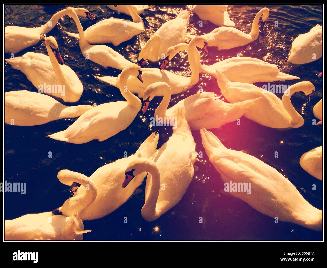 Swans - Smartphone Captured Stock Image