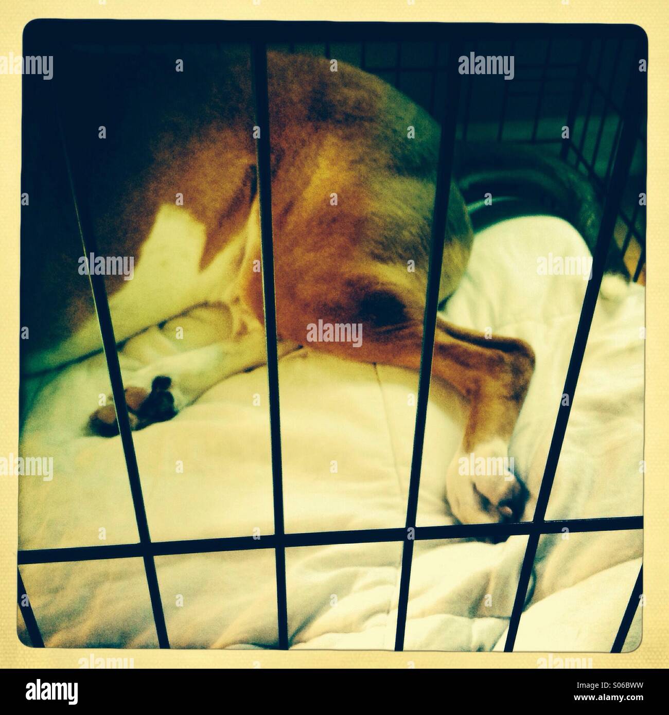 Abused dog in a cage Stock Photo