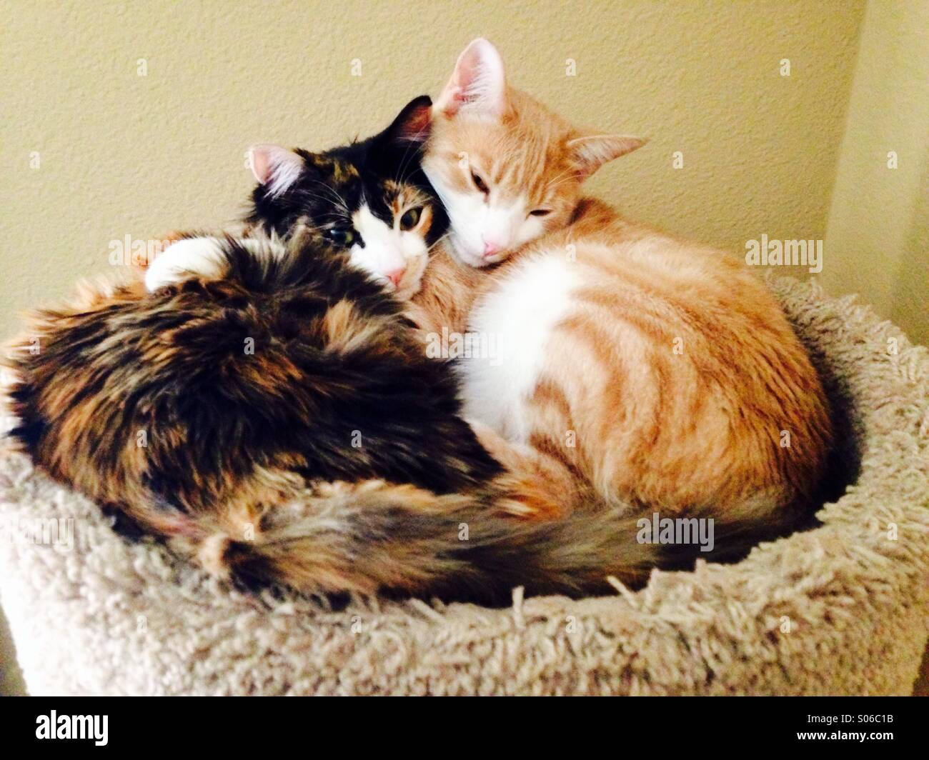 Two cats cuddling with one another Stock Photo Alamy