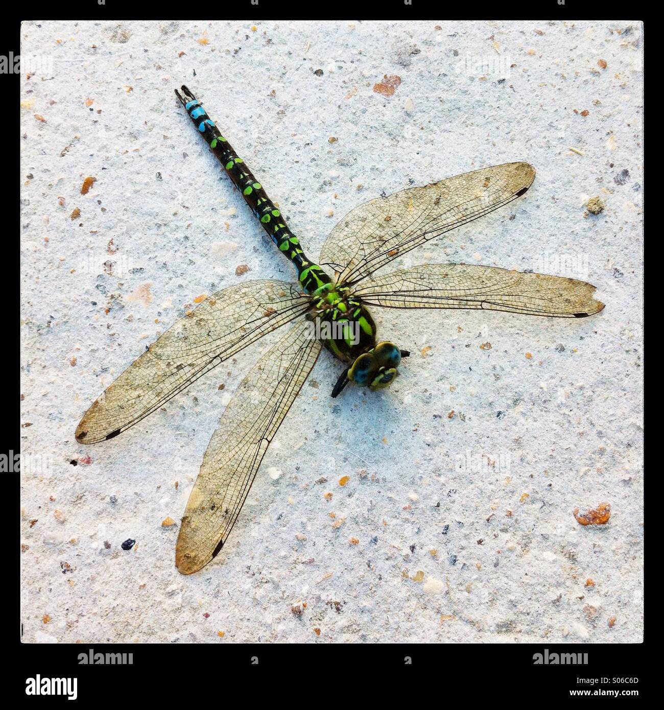 Southern Hawker dragonfly Aeshna cyanea - Smartphone Captured Stock Image