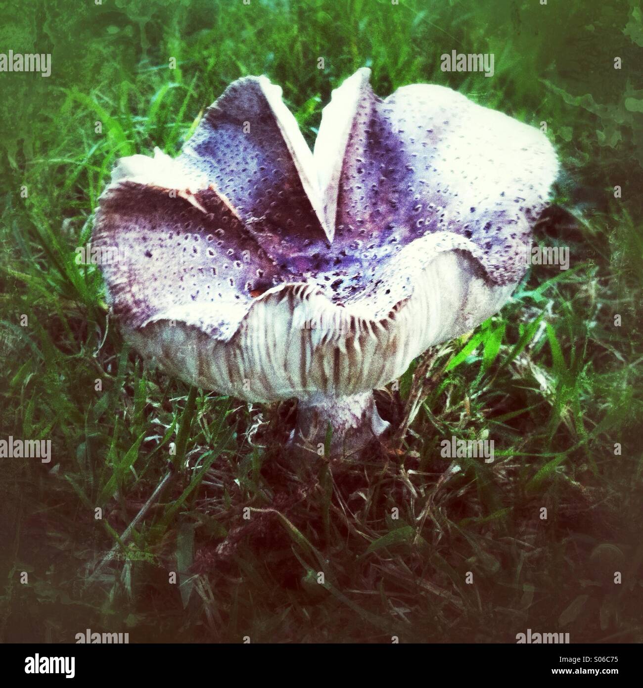 Wild field mushroom - Smartphone Captured Stock Image