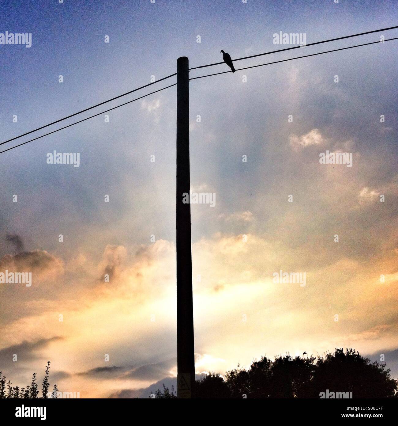 Bird on a wire, Hampshire, England, United Kingdom. - Smartphone Captured Stock Image