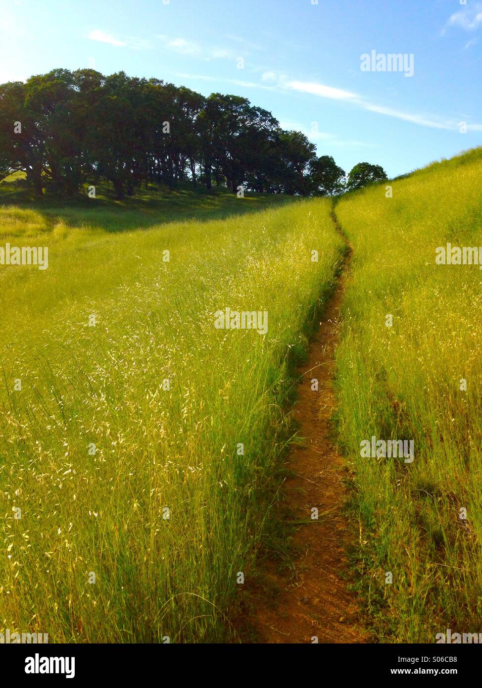 Path through grassland leading to woods - Smartphone Captured Stock Image