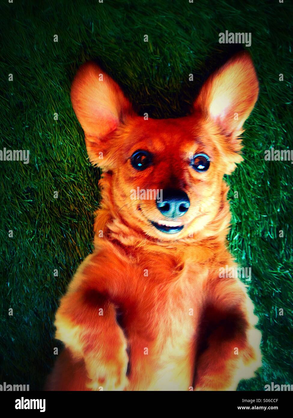 Dog bat ears hires stock photography and images Alamy