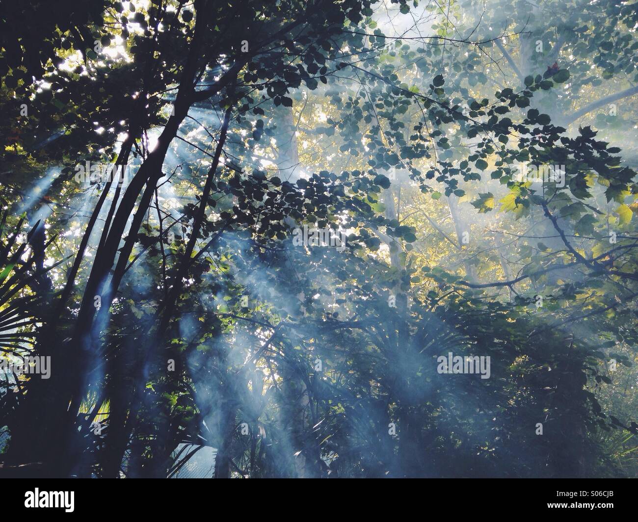 Ray of sunlight getting into a forest Stock Photo