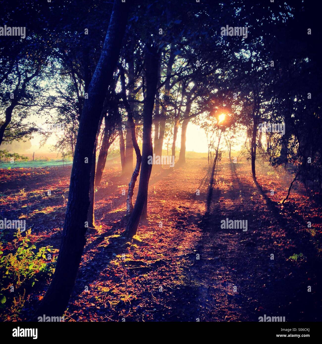 Sun shines through the trees just after sunrise. - Smartphone Captured Stock Image