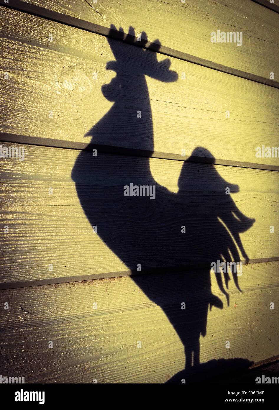 Chicken shadows hi-res stock photography and images - Alamy