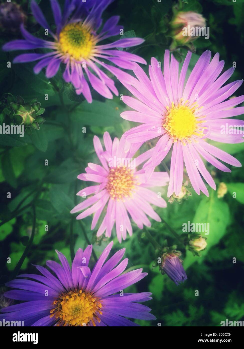 Violet purple aster flowers Stock Photo