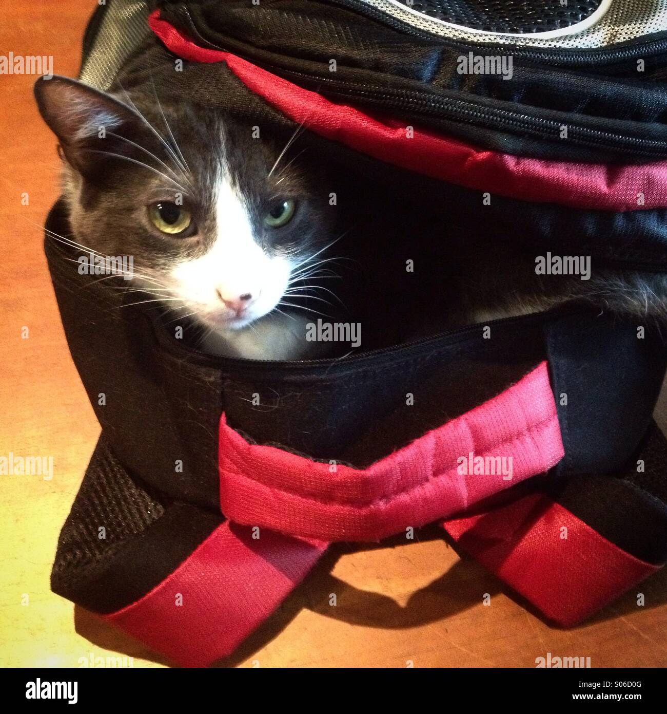 A cat stands inside a bag in Colonia Roma, Mexico City, Mexico Stock Photo