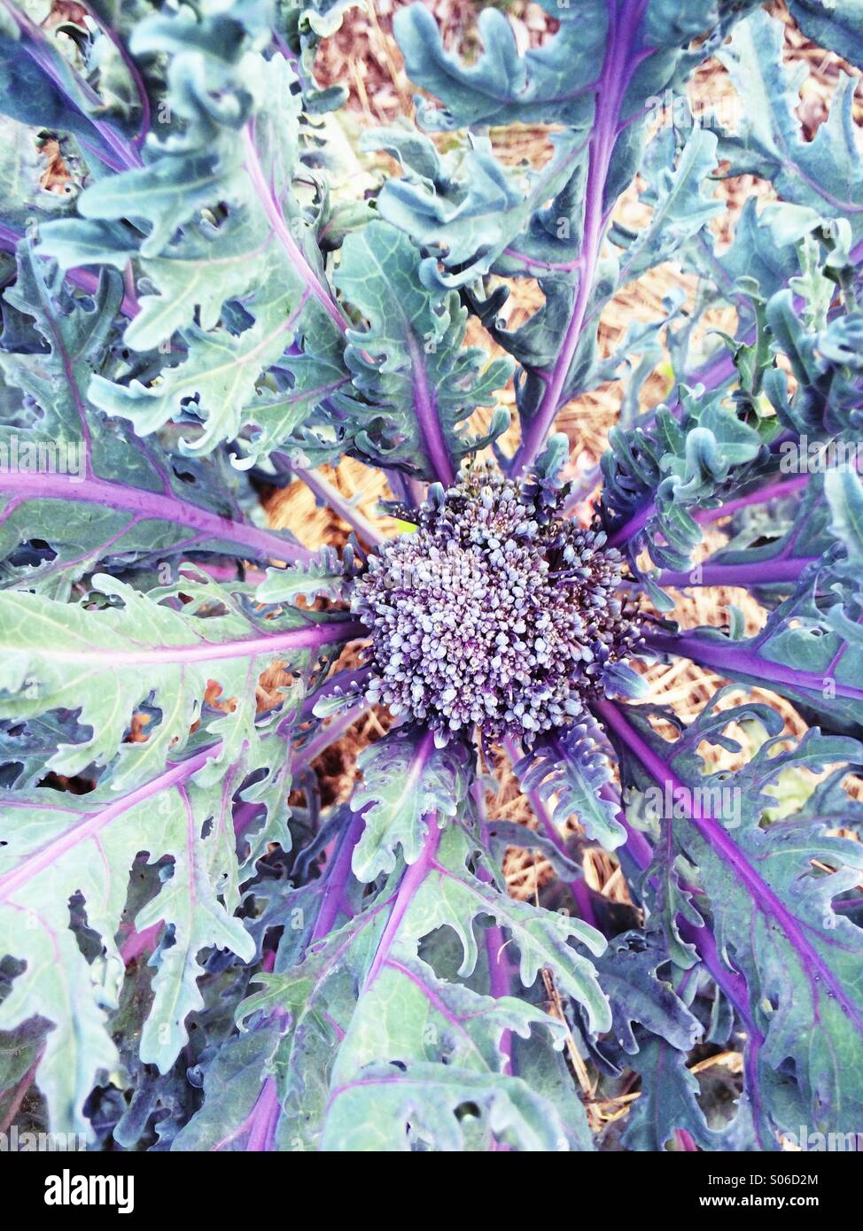 Purple peacock sprouting broccoli growing in a garden in New Jersey, USA. - Smartphone Captured Stock Image