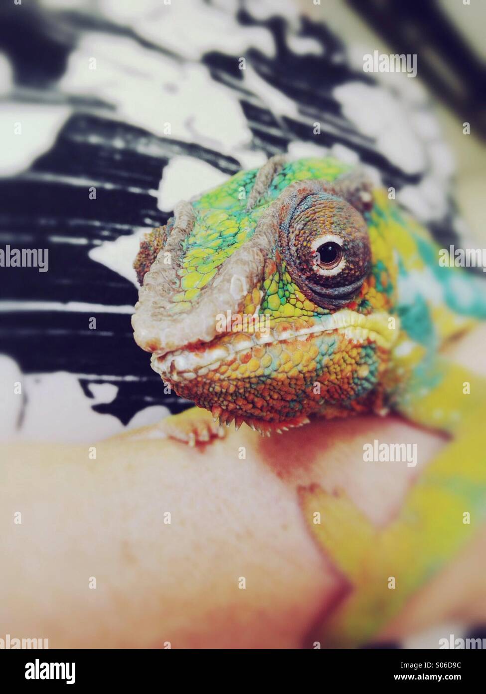 Close up Chameleon - Smartphone Captured Stock Image