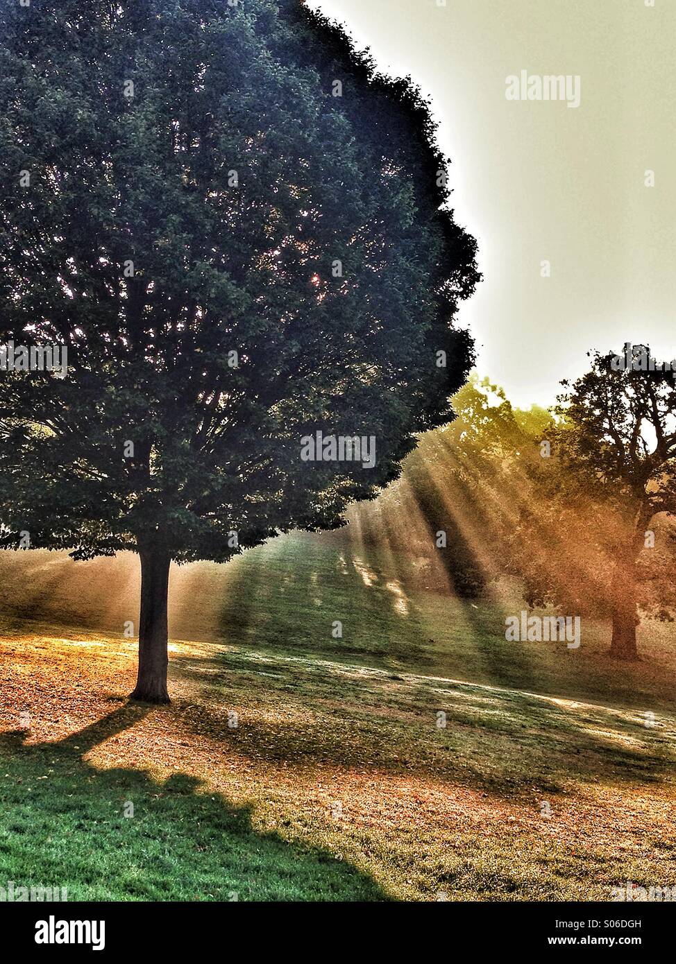 Tree in a park with suns rays streaming through it Stock Photo - Alamy