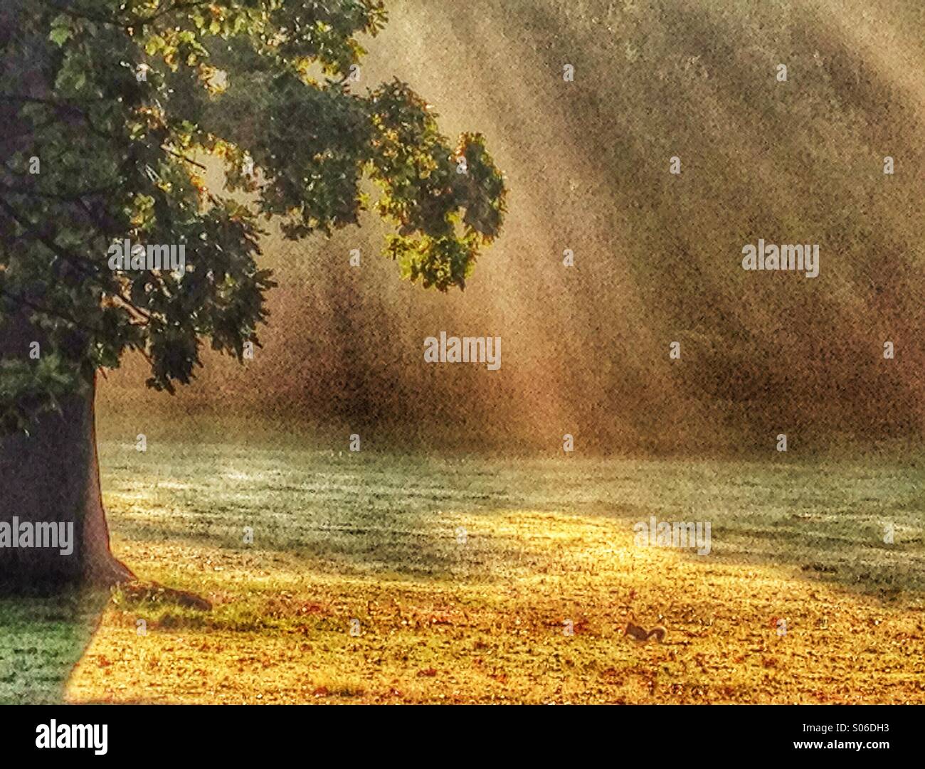 Tree in a park bathed in suns rays at sunrise Stock Photo