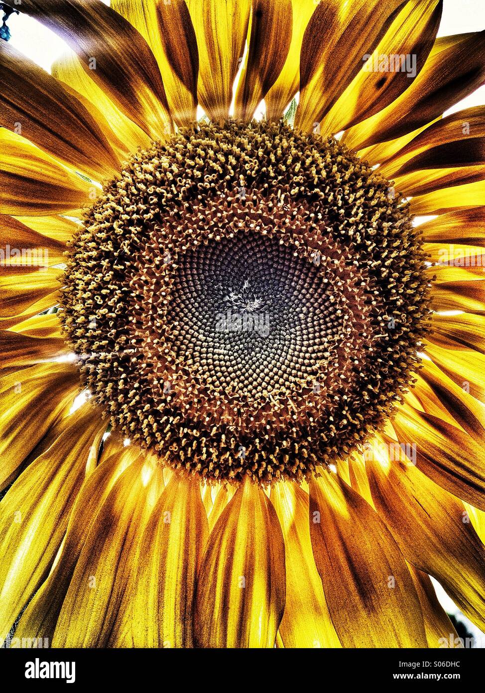 Sunflower backlit hi-res stock photography and images - Alamy