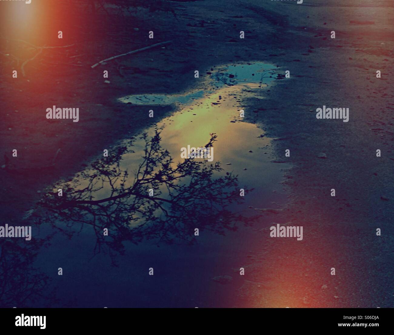 A puddle, a stick, and a dream along a trail. - Smartphone Captured Stock Image