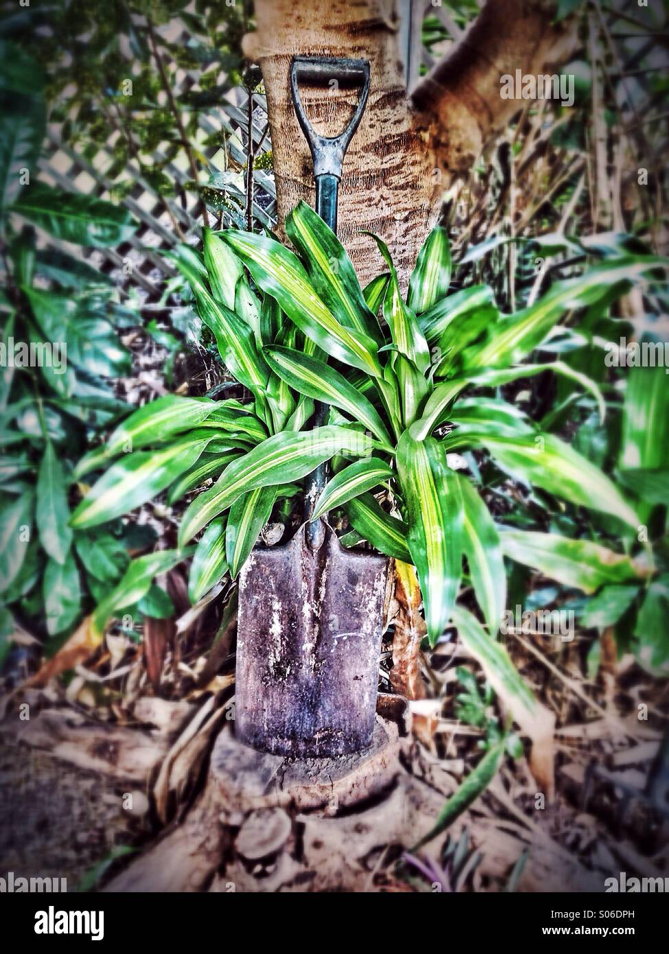 Shovel against a tree. - Smartphone Captured Stock Image