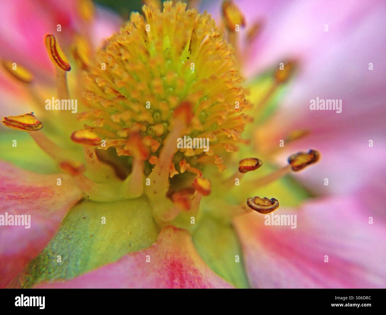 Strawberry plant pink flowers hi-res stock photography and images - Alamy