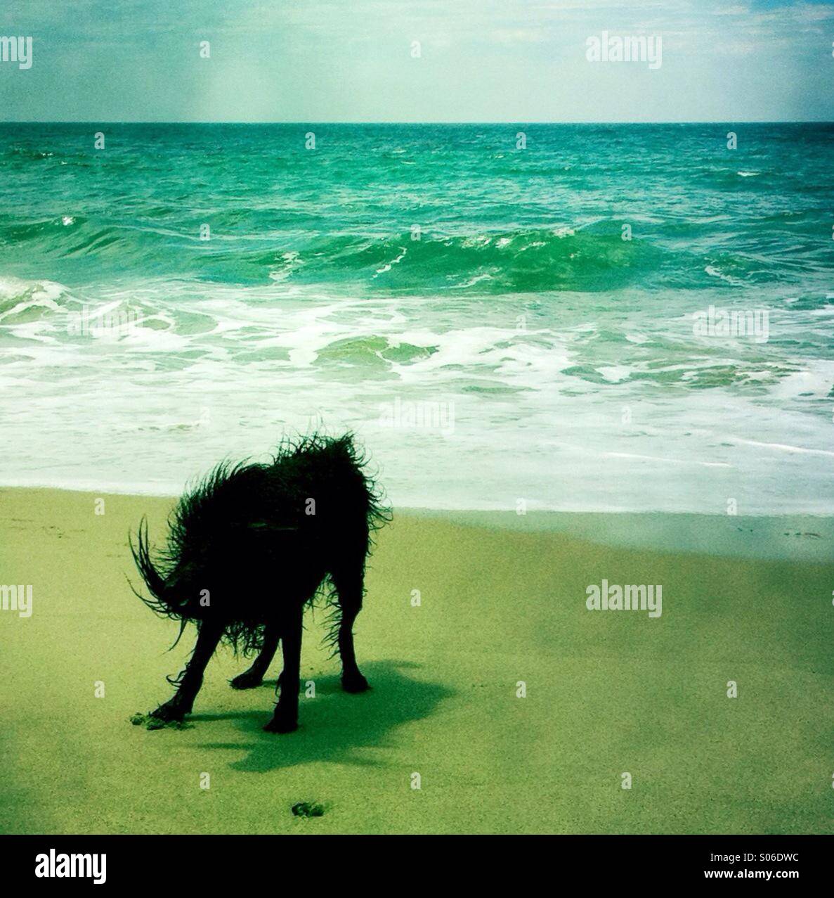 A black labradoodle dog shakin off water at the beach. Ventura California USA. Stock Photo