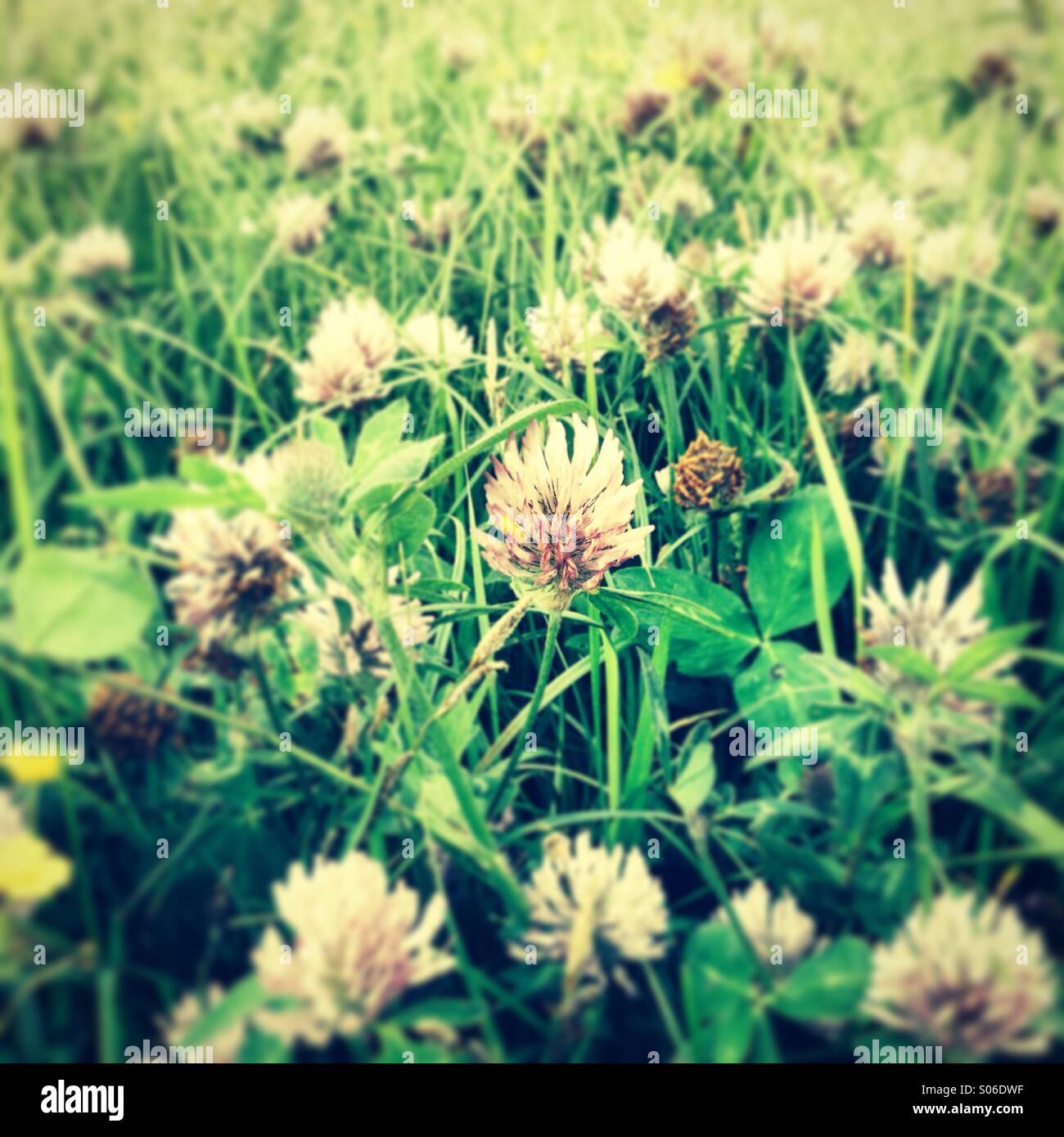 Clover blossom - Smartphone Captured Stock Image