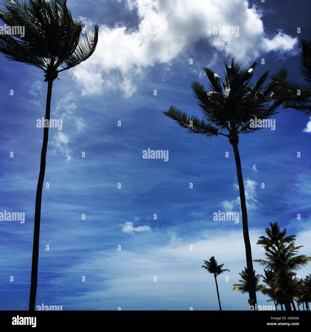 Palmtrees Stock Photo