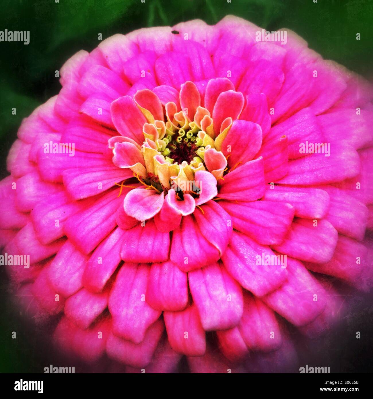 Pink flower - Smartphone Captured Stock Image