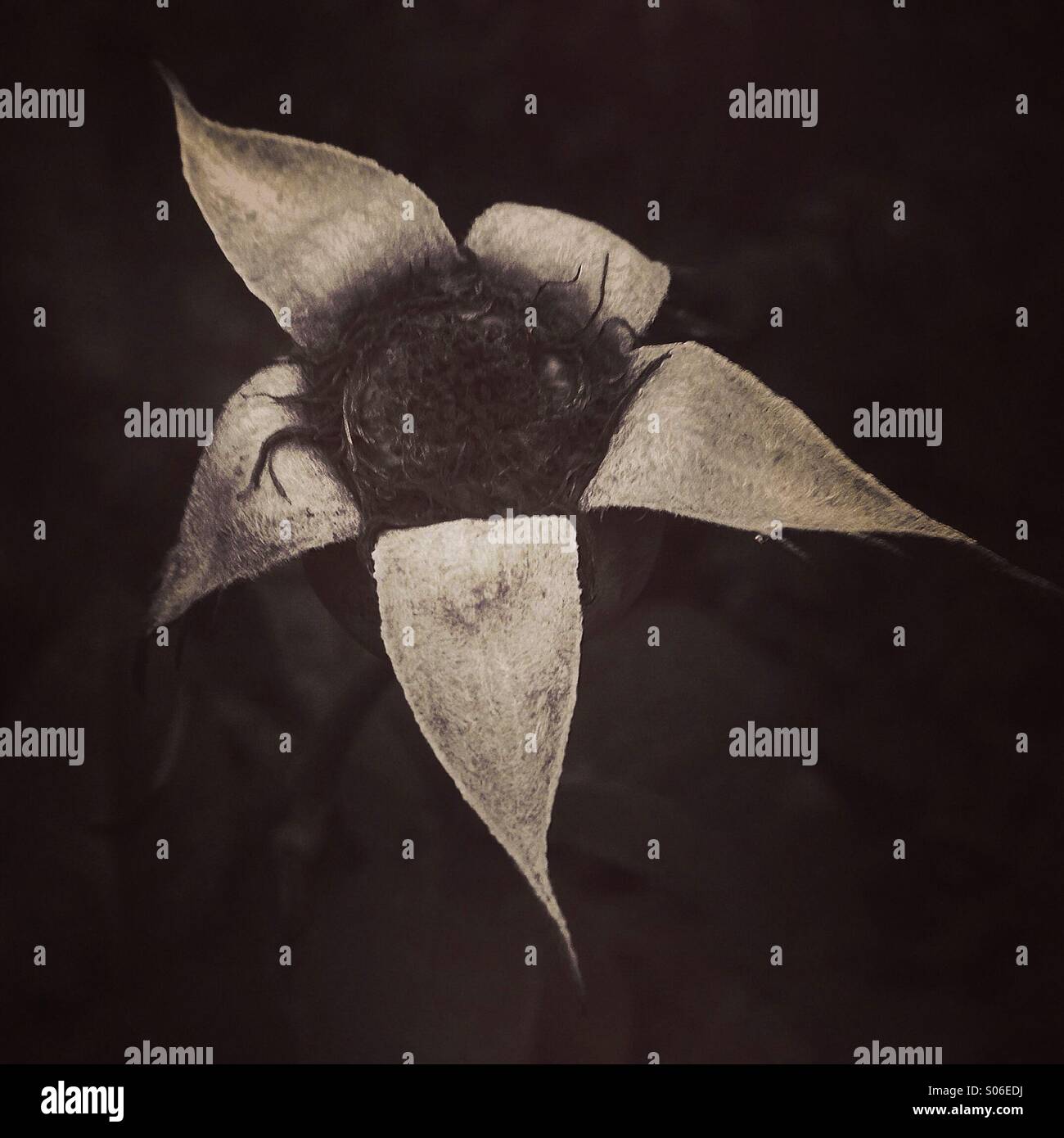 Dead rose hi-res stock photography and images - Alamy