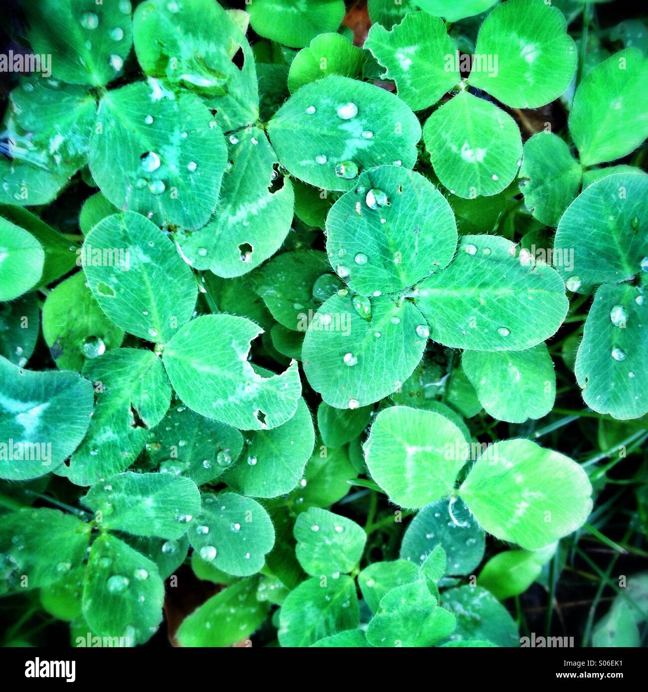 Morning - Smartphone Captured Stock Image