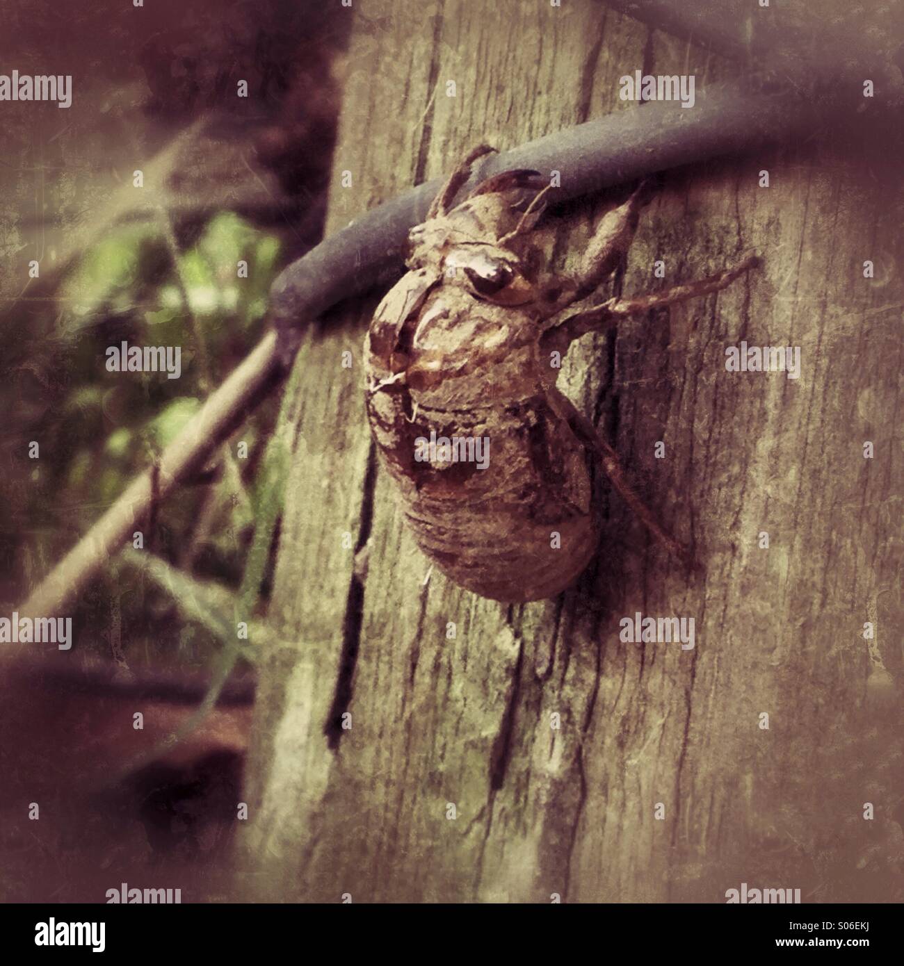 A cicada shell on a fence. Stock Photo